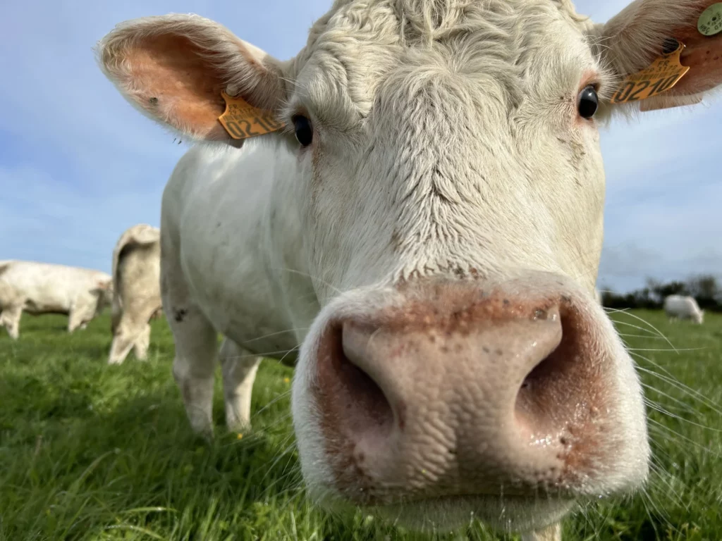 élevage charolais