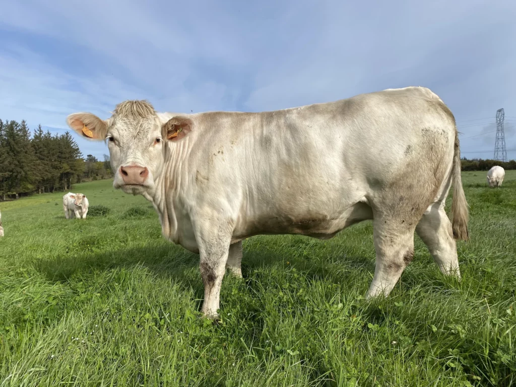 Elevage charolais